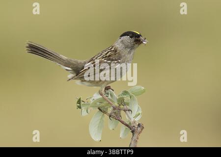 Goldener Sparrow (Zonotrichia atricapilla), Alaska, USA, Nordamerika Stockfoto