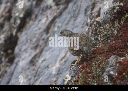 Snow Mountain Quail (Anurophasis monorthonyx) weiblich, West Papua, Indonesien, Asien Stockfoto