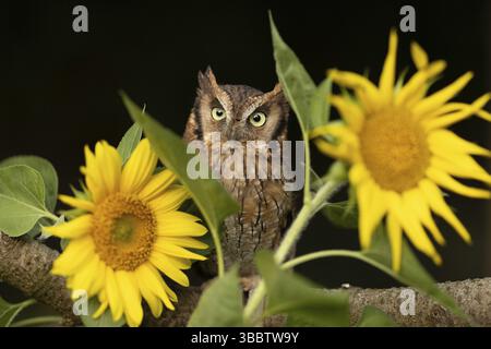 Tropische Kreischeuche (Megascops choliba) Captive, Bayern, Deutschland, Europa Stockfoto