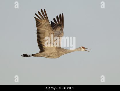 Sandhill Crane (Antigone canadensis) fliegt, New Mexico, USA, Nordamerika Stockfoto