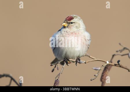 Arctic Redpoll (Acanthis hornemanni) thront auf einem Ast, Niederlande Stockfoto