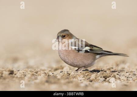 Buchfink - Fringilla coelebs ssp. Coelebs, Spanien, männlich, Europa Stockfoto