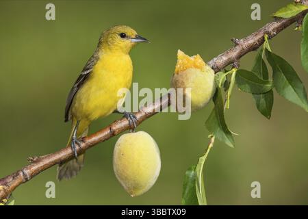Orchard Oriole (Icterus spurius) Weibchen auf einem Zweig, Texas, USA, Nordamerika Stockfoto