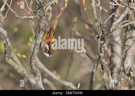 Weiß-Brauen Fulvetta (Fulvetta vinipectus) auf einem Zweig, Westbengalen, Indien, Asien Stockfoto
