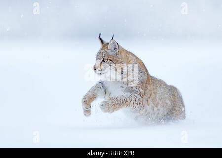 Eurasischer Luchs, wilde Katze im Wald mit Schnee. Wildlife-Szene aus der winterlichen Natur. Niedliche große Katze im Lebensraum, kalter Zustand. Verschneiten Wald mit Stockfoto