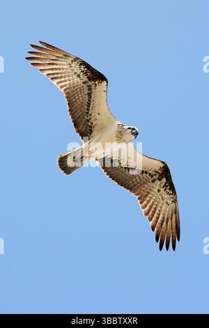 Eastern Osprey (Pandion cristatus) weibliche Fliegen, Western Australia, Australien, Ozeanien Stockfoto