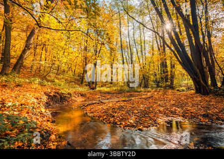 Schöner Herbstteich mit bunten, lebhaften Blättern, ruhiger Wasseroberfläche, friedlicher Herbstszene, ruhiger saisonaler Natur, malerischer Herbstseeblick Stockfoto