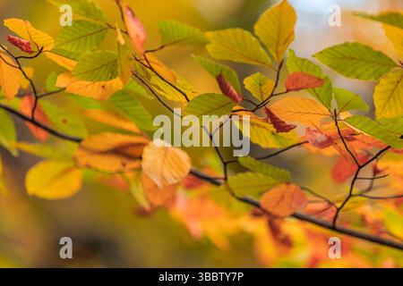 Farbenfrohe Blätter Hintergrund abstrakte Herbstnaturansicht, lebendige jahreszeitliche Laubflächen Nahaufnahme mit künstlerischen Details der natürlichen Landschaft des Herbstwaldes Stockfoto