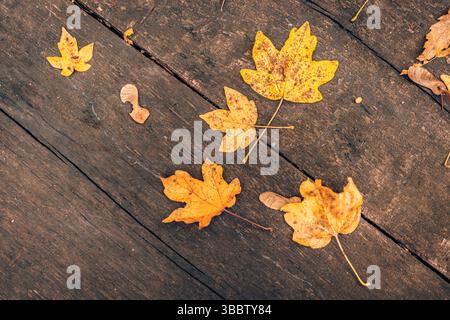 Schöne goldene gelbe Herbstblätter auf hölzernen Tischplatten, saisonaler Naturhintergrund, gemütliche Herbstszene, ruhige Herbstdekor, lebhafte Outdoor-Saison Stockfoto