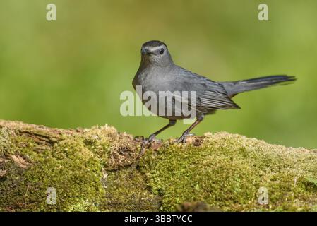 Grauer Katzenvogel (Dumetella carolinensis) auf moosigem Boden, Texas, USA, Nordamerika Stockfoto