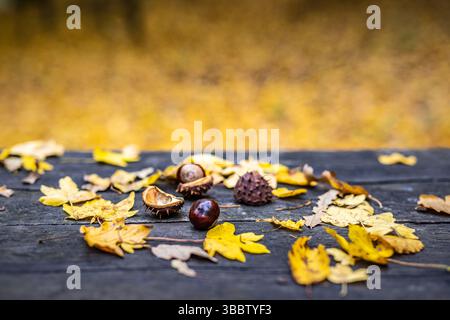 Gemütliche Herbstplatte mit bunten Blättern und Kastanien, abstrakter saisonaler Natur Hintergrund, warme Herbstszene, friedliche Herbstdekor im Freien, landschaftlich reizvoll Stockfoto