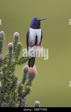 Ecuadorian Hillstar (Oreotrochilus chimborazo), Ecuador, Südamerika Stockfoto