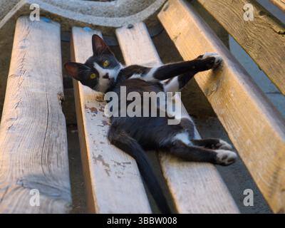 Verspielte Schwarzweiß-Katze, die draußen auf einer Holzbank liegt Stockfoto