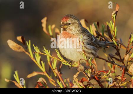 Rotpoll (Carduelis flammea) thront auf einem Zweig in Nome, Alaska Stockfoto