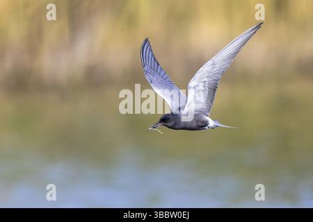 Schwarzteere (Chlidonias niger), die mit einer Dragenfliege im Schnabel fliegt, Nordrhein-Westfalen, Deutschland, Europa Stockfoto