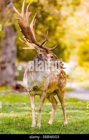 Wunderschönes Hirschporträt in der Natur im Herbst, Nahaufnahme von majestätischen Tieren in saisonaler Waldlandschaft mit farbenfrohem Laubhintergrund im Freien Stockfoto
