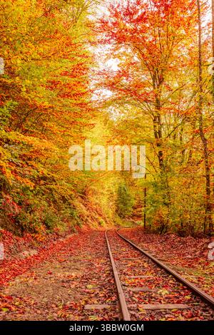 Wunderschöne Herbstwaldbahn-Leitlinien Perspektive, buntes Laub, saisonale malerische Naturlandschaft künstlerischer abstrakter Outdoor-Hintergrund Stockfoto