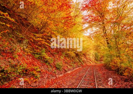 Wunderschöne Herbstwaldbahn-Leitlinien Perspektive, buntes Laub, saisonale malerische Naturlandschaft künstlerischer abstrakter Outdoor-Hintergrund Stockfoto