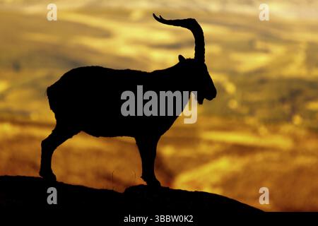 Westspanischer Steinbock (Capra pyrenaica victoriae) männliche Silhouette auf Felsen, Sierra de Gredos, Kastilien und Leon, Spanien, Europa Stockfoto