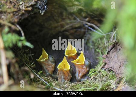 Europäische Robin (Erithacus rubecula) bettelnde Küken in Nest, Hessen, Deutschland, Europa Stockfoto