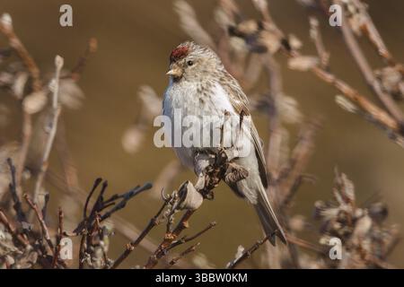Arctic Redpoll (Acanthis hornemanni) männlich auf einem Ast, Finnmark, Norwegen, Europa Stockfoto