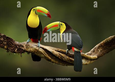 Toucan sitzt auf dem Ast im Wald, grüne Vegetation, Costa Rica. Naturreisen in Mittelamerika. Zwei Kielschnabel-Toucan, Ramphastos sulfuha Stockfoto