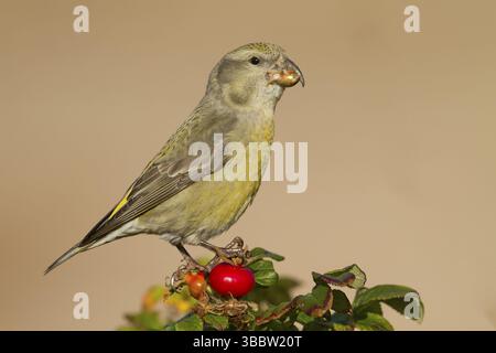 Parrot Gegenwechsel - Kiefernkreuzschnabel - Loxia pytyopsittacus, Deutschland. Weibliche Stockfoto