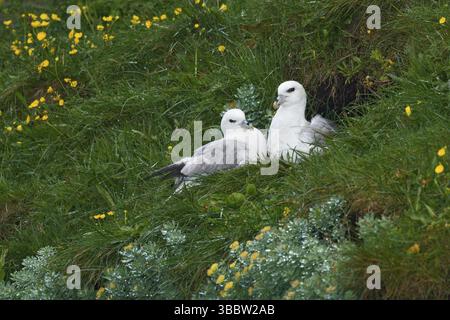 Das Paar nördliche Fulmar (Fulmarus glazialis) liegt auf einer Klippe, Island, Europa Stockfoto