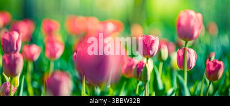 Wunderschöne rosafarbene Tulpenblumen im Gartenbanner, Frühlingsblumenlandschaft, lebendig blühender Natur Hintergrund Unschärfe Garten üppig Stockfoto
