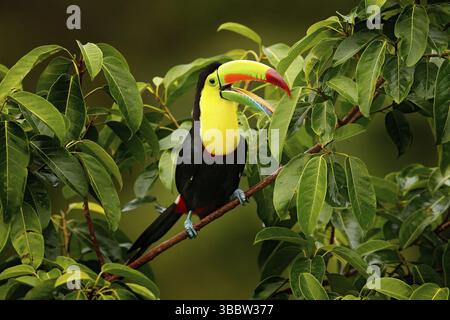 Toucan sitzt auf dem Ast im Wald, Boca Tapada, grüne Vegetation, Costa Rica. Naturreisen in Mittelamerika. Kielschnabel-Toucan, Ramphasto Stockfoto