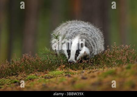 Wilder Dachs, Meles meles, Tier in Holz. Europäischer Dachs, Herbstkiefer grüner Wald. Säugetier Umwelt, regnerischer Tag. Dachs im Wald, tierische Natur ha Stockfoto