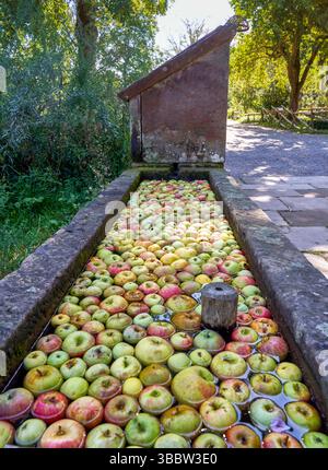 Äpfel im Wasser im Dorf Stockfoto