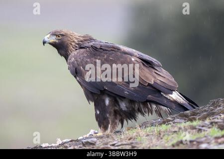 Goldenadler (Aquila chrysaetos) Jungtiere auf dem Boden, Andalusien, Spanien, Europa Stockfoto