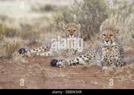 Gepard (Acinonyx jubatus) zwei Erwachsene liegen im Grasland, Philippolis, Südafrika, Afrika Stockfoto