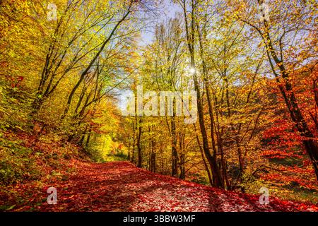 Atemberaubender Herbstwanderweg mit roten und goldenen Blättern und sanftem Sonnenschein schafft eine ruhige, friedliche Naturlandschaft und saisonale Landschaft Stockfoto