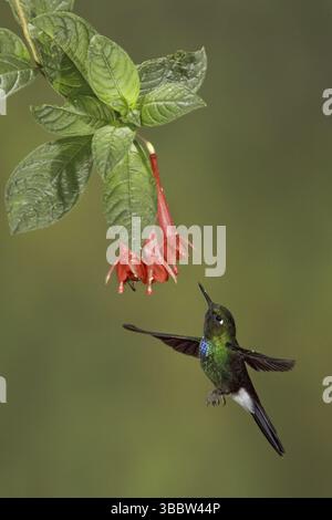 Tourmaline Sunangel (Heliangelus exortis), Ecuador, Südamerika Stockfoto