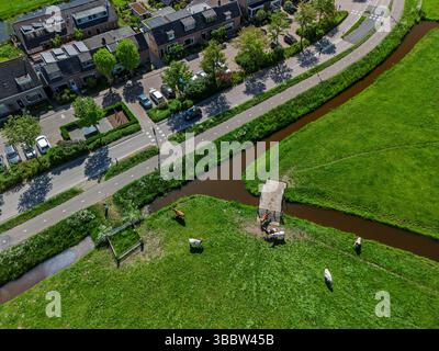 Blick aus der Vogelperspektive auf das grüne Ackerland mit weidenden Kühen, frisch gepflügten Feldern und das wunderschöne niederländische Dorf unter klarem blauem Himmel in der niederländischen Landschaft. Stockfoto