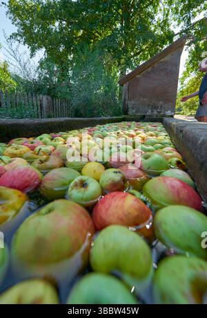 Äpfel im Wasser im Dorf Stockfoto
