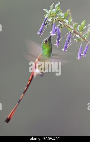 Rotschwanzkomet (Sappho sparganura) fliegt während der Fütterung an einer Blume in Bolivien, Südamerika Stockfoto