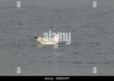 Braunmöwe (Chroicocephalus brunnicephalus), Phetchaburi, Thailand, Asien Stockfoto