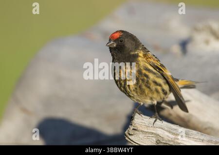 Red-fronted Serin - Rotstirngirlitz - Serinus pusillus: Kirgisistan Stockfoto