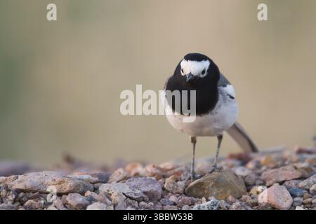 Masked Wagtail - Bachstelze - Motacilla alba ssp. Personata, Kasachstan, Asien Stockfoto