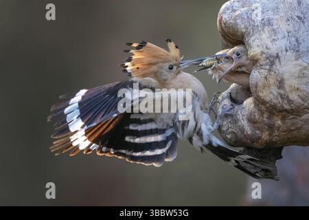 Eurasischer Wiedehopf (Upupa epops) Fütterung von Jungtieren in Zuchthöhlen, Sachsen-Anhalt, Deutschland, Europa Stockfoto