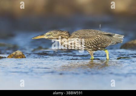 Streifenreiher (Butorides striata) Jugendjagd, Eilat, Israel, Asien Stockfoto
