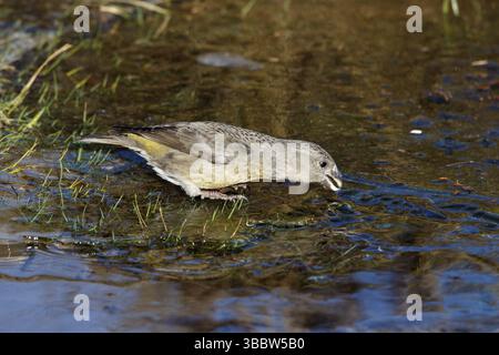 Grote Kruisbek, Parrot Gegenwechsel, Loxia pytyopsittacus Stockfoto