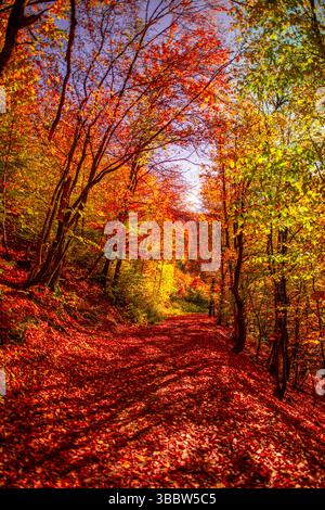 Atemberaubender Herbstwanderweg mit roten und goldenen Blättern und sanftem Sonnenschein schafft eine ruhige, friedliche Naturlandschaft und saisonale Landschaft Stockfoto