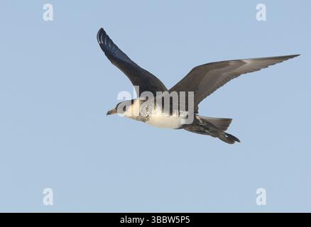 Pomarine Skua (Stercorarius pomarinus) fliegt, Alaska, USA, Nordamerika Stockfoto