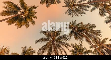 Atemberaubender Sonnenuntergangshimmel mit Blick auf Palmenblätter, traumhafte tropische Tapeten mit inspirierenden Farben, friedliche Urlaubsreisen im Hintergrund Stockfoto