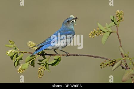 Mountain Bluebird (Sialia currucoides) männlich, Montana, USA, Nordamerika Stockfoto
