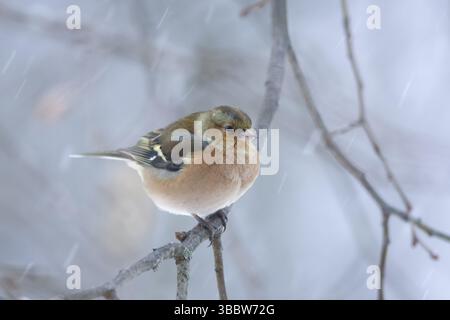Buchfink - Fringilla coelebs ssp. Coelebs, Deutschland, männlich 1. cy, Europa Stockfoto